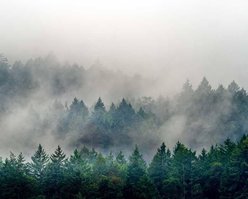 Smoke rising from a dense forest