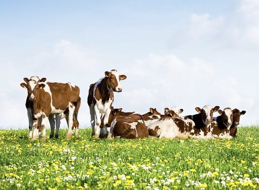 Cows on grass