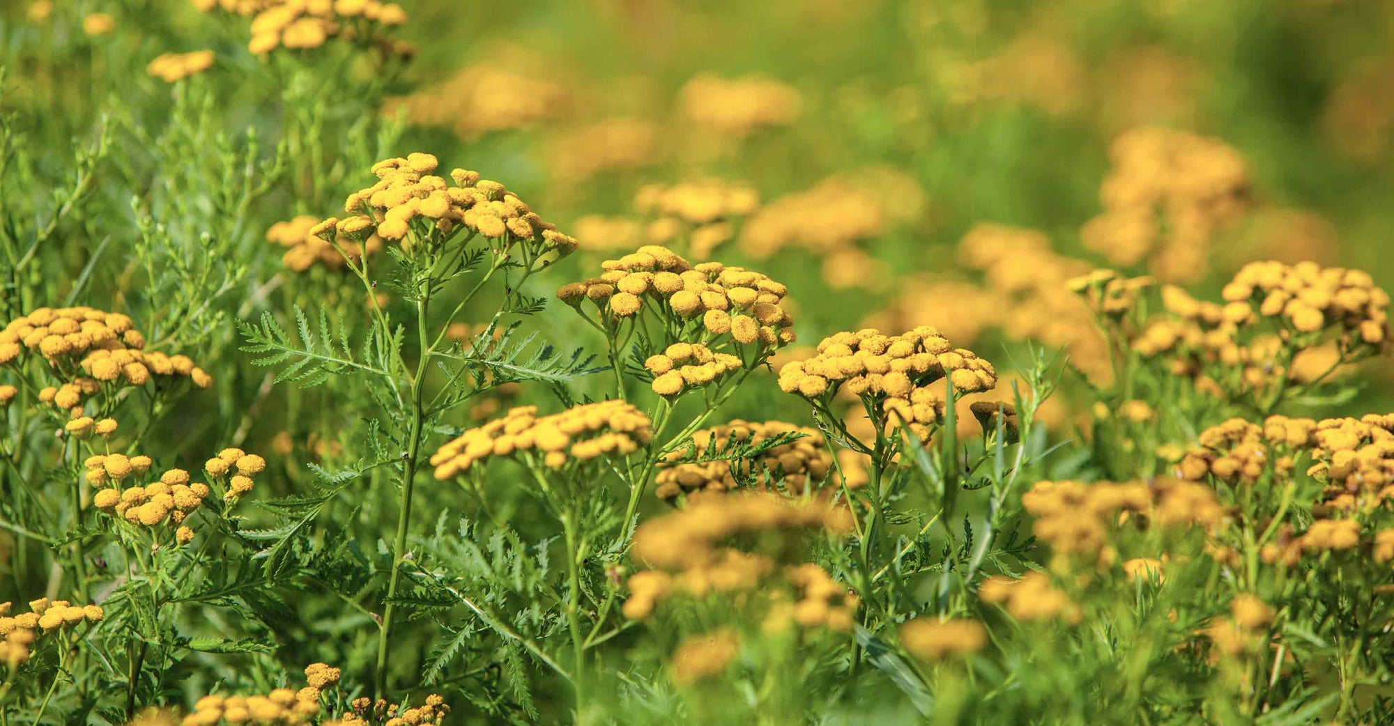 blooming flowers