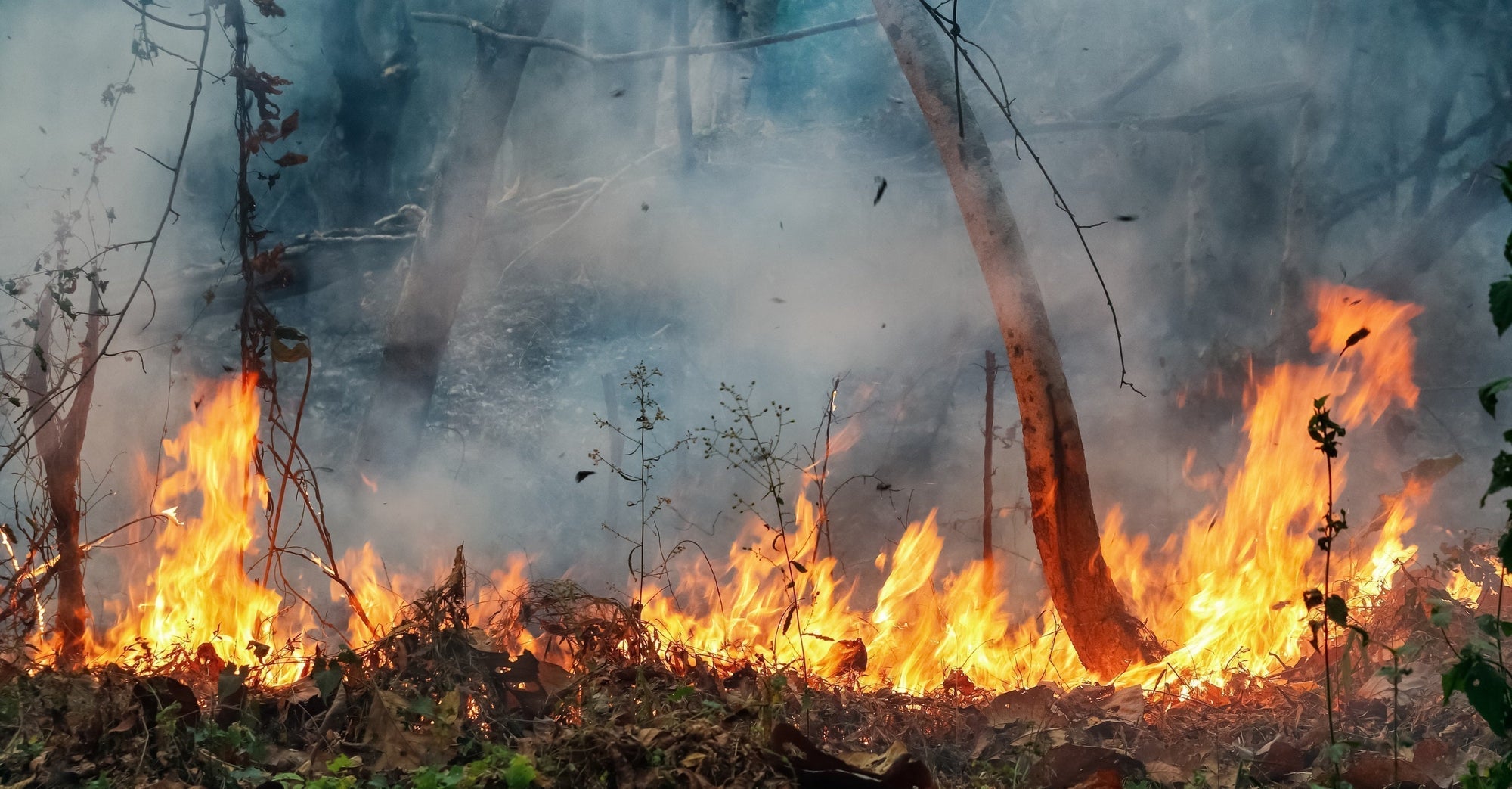 Trees burning