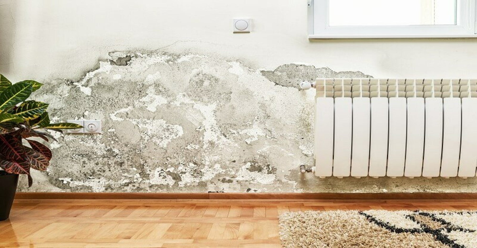 Air Purifiers Vs. Mold: What You Need To Know