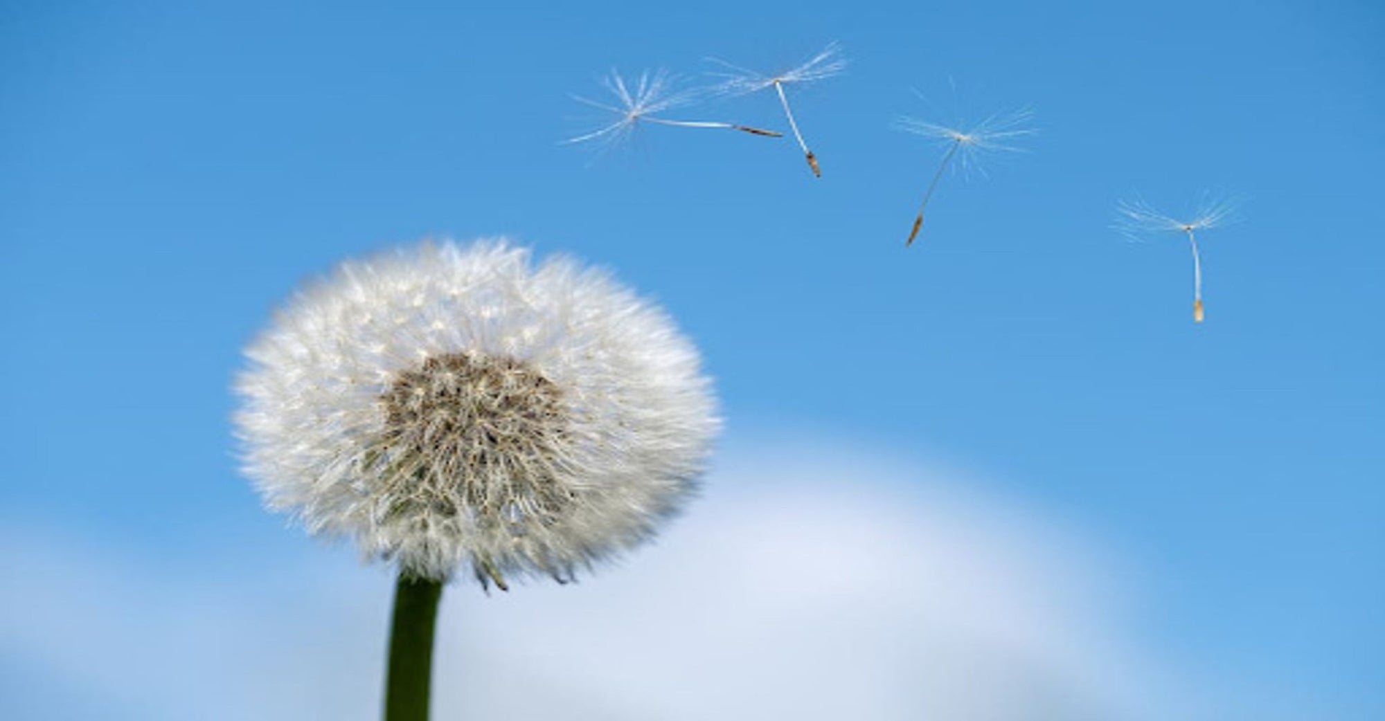 Pollen and Air Purifiers: Easing Seasonal Allergy Symptoms