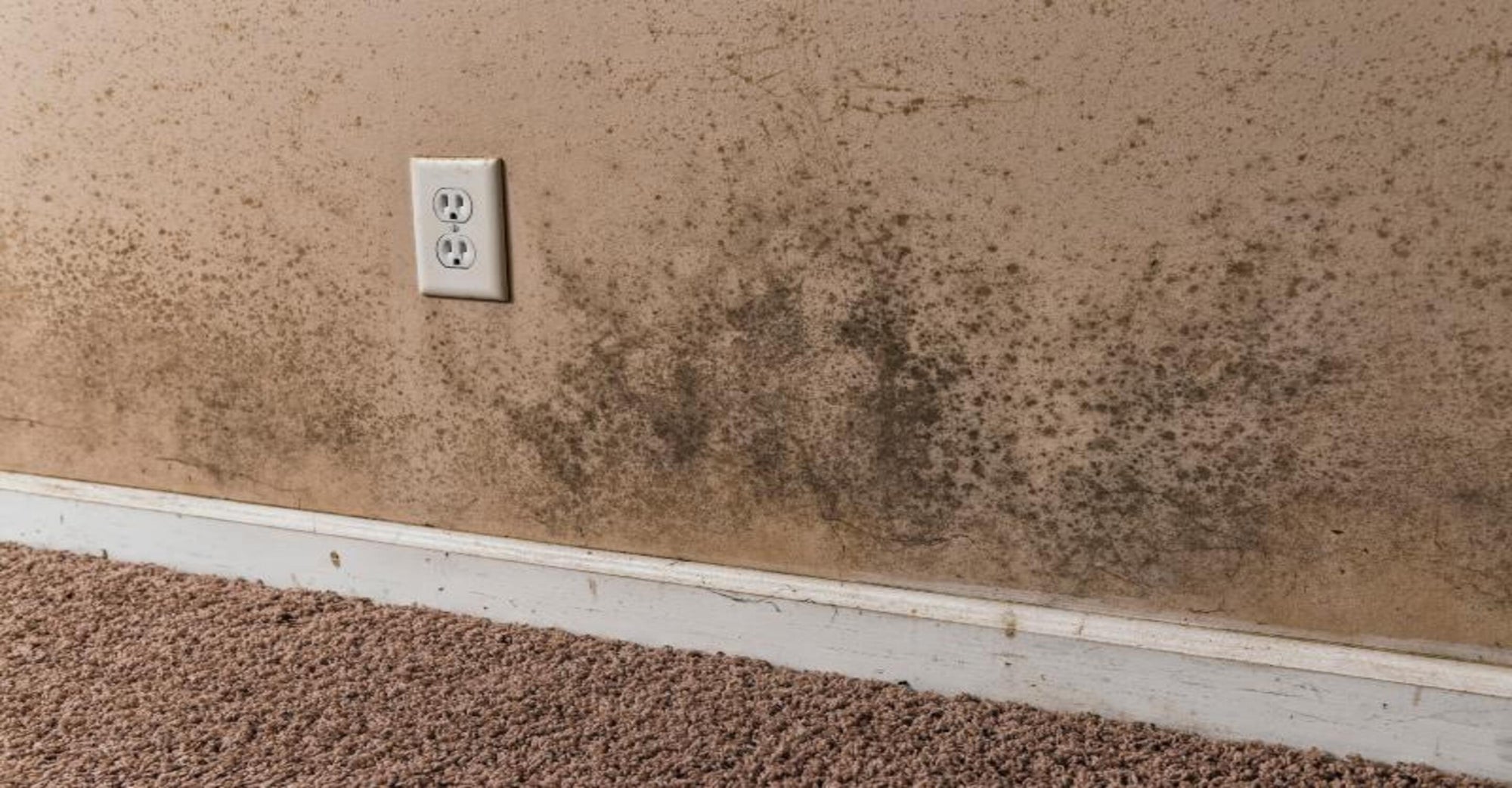 Purifying Your Air: The Best Solutions For Mold In Your Home