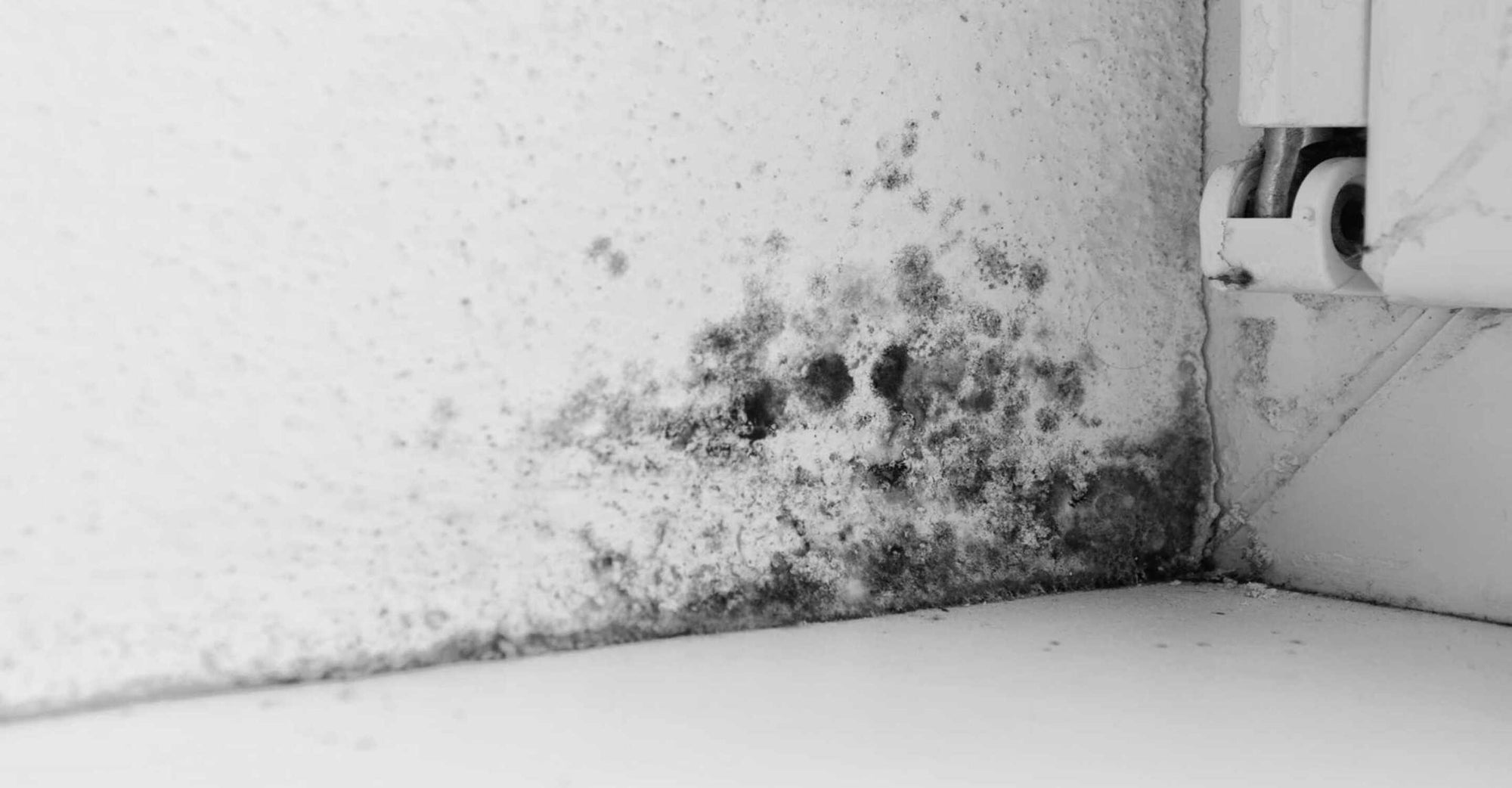 Does Your Air Purifier Stand A Chance Against Mold? Here's What Science Says