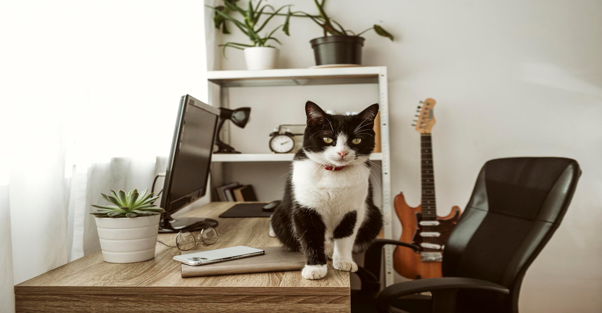 Home Office Harmony: Air Purifiers Against Cat Hair