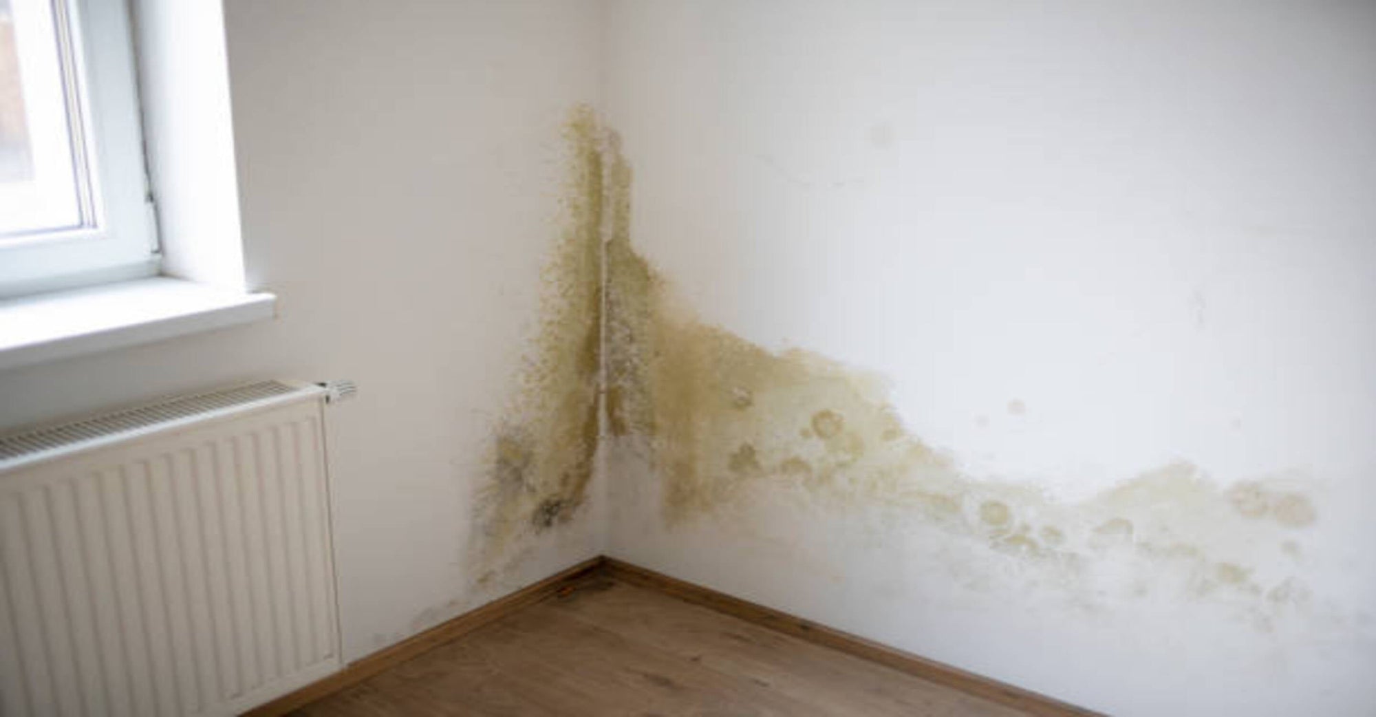 Mold Spore Filtration: How Air Purifiers Can Help