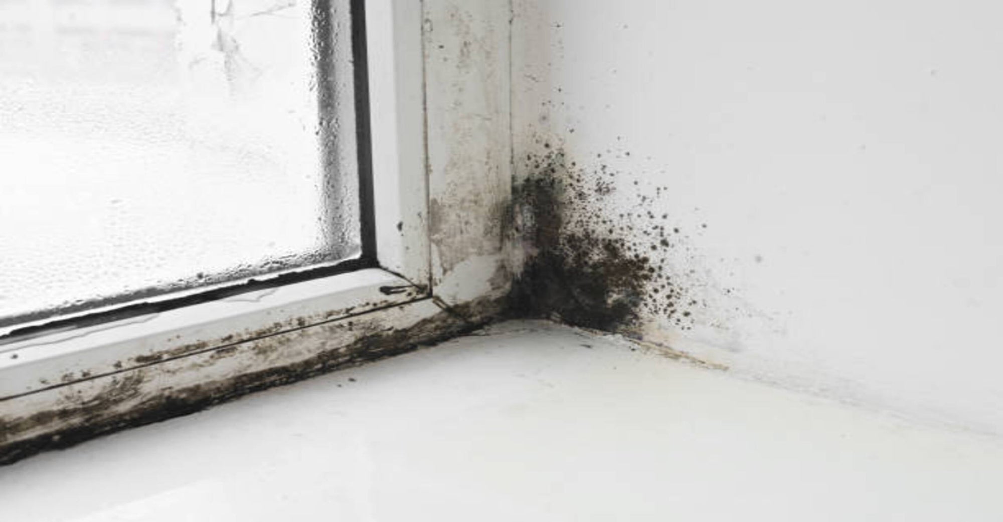 Air Purifiers That Tackle Mold