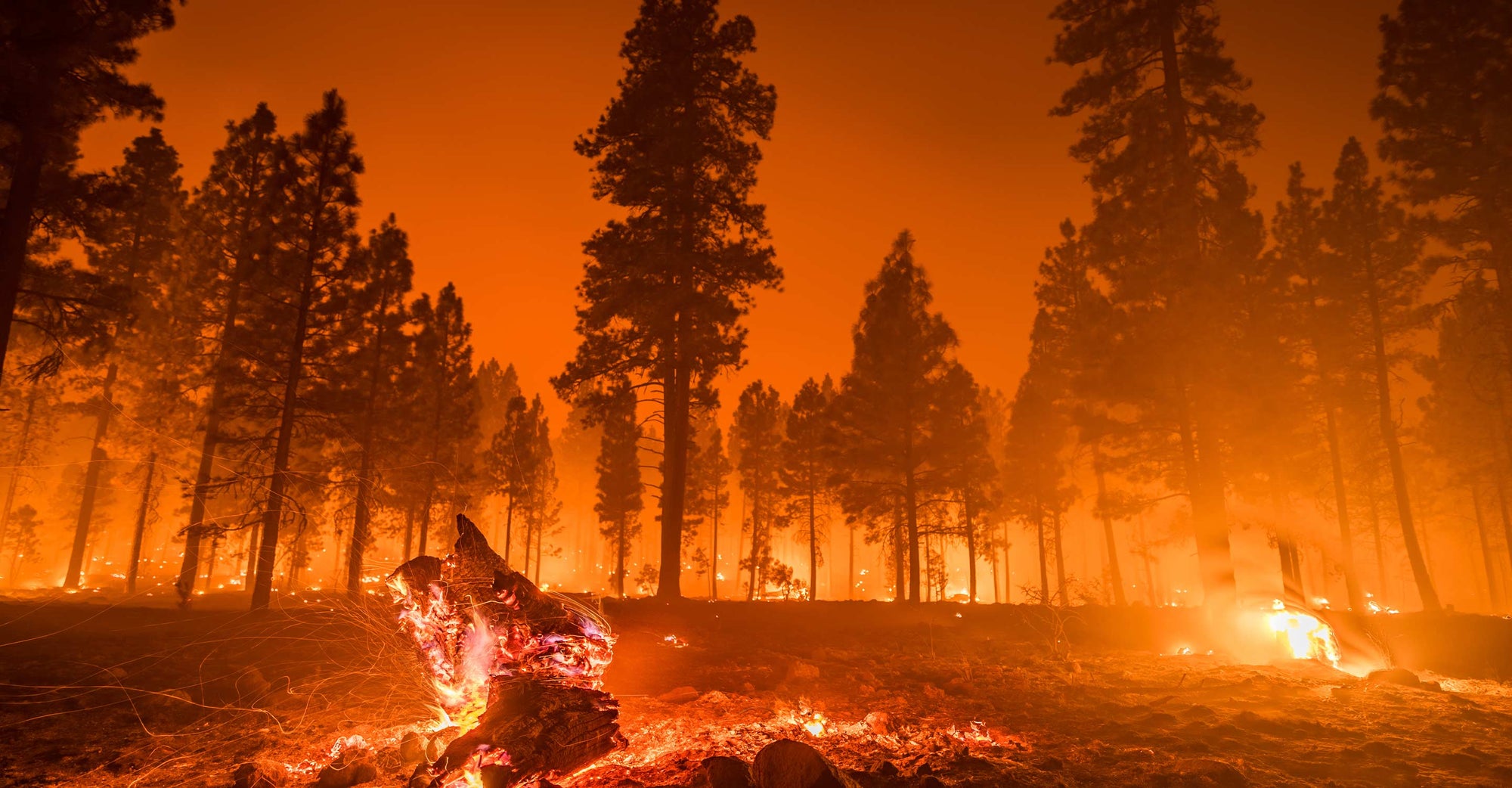 wildfire and trees