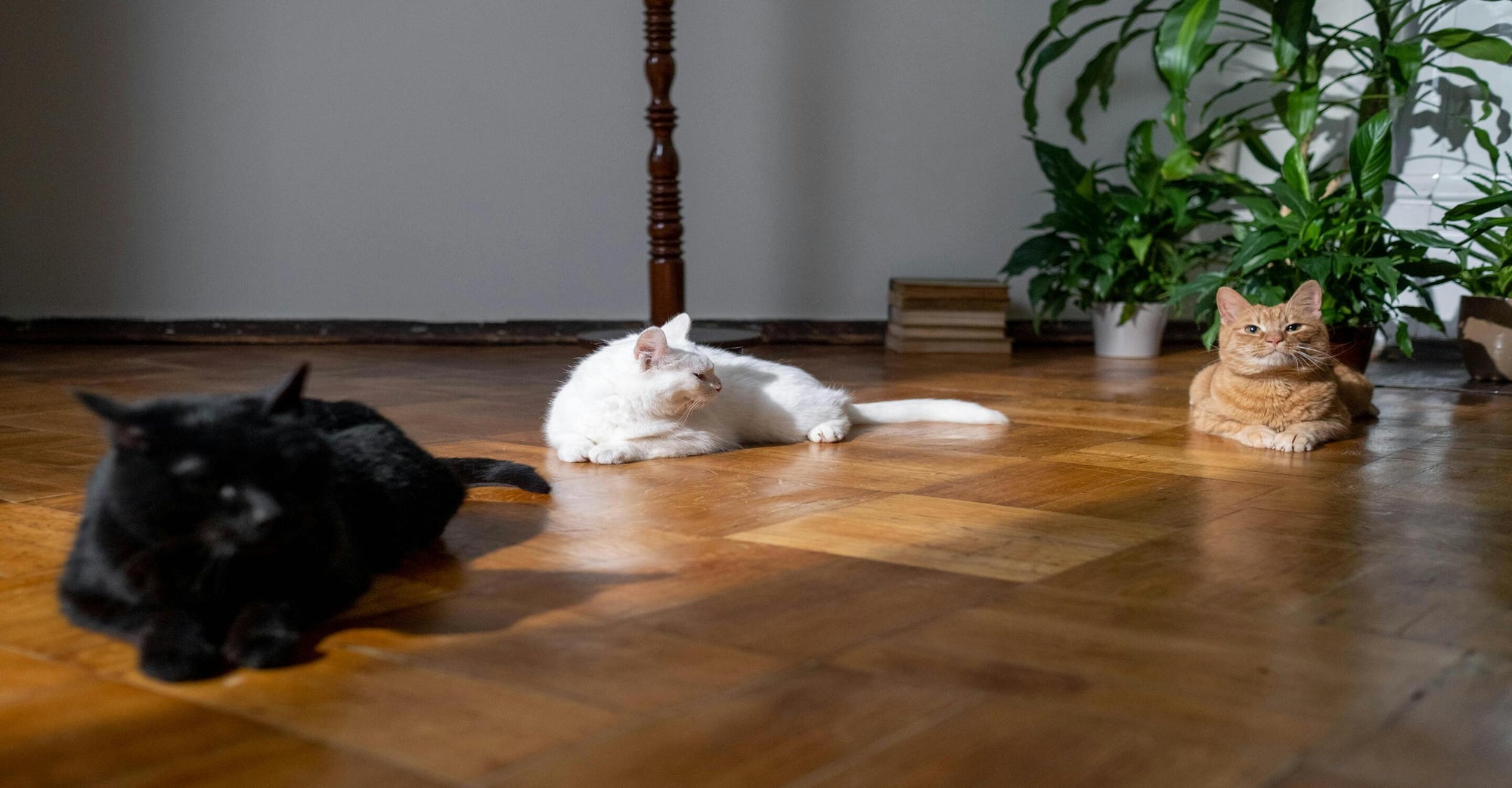 Air Purifiers For Pet-Filled Living Rooms: A Buyer’s Guide