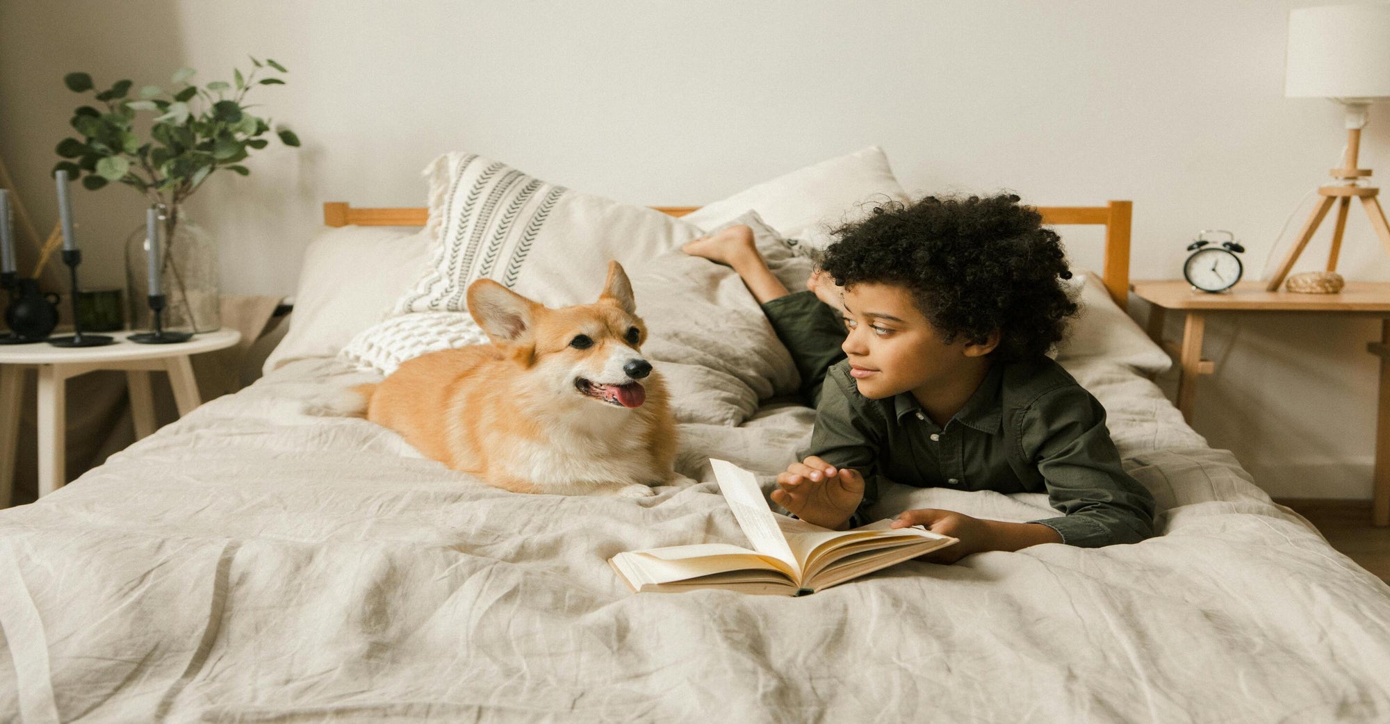 Creating A Dog-Friendly Haven: Unleashing The Power Of HealthPro Plus Air Purifiers