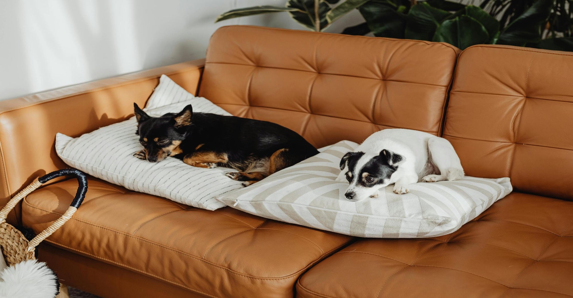 Innovative Air Purifiers For Living Spaces With Pets