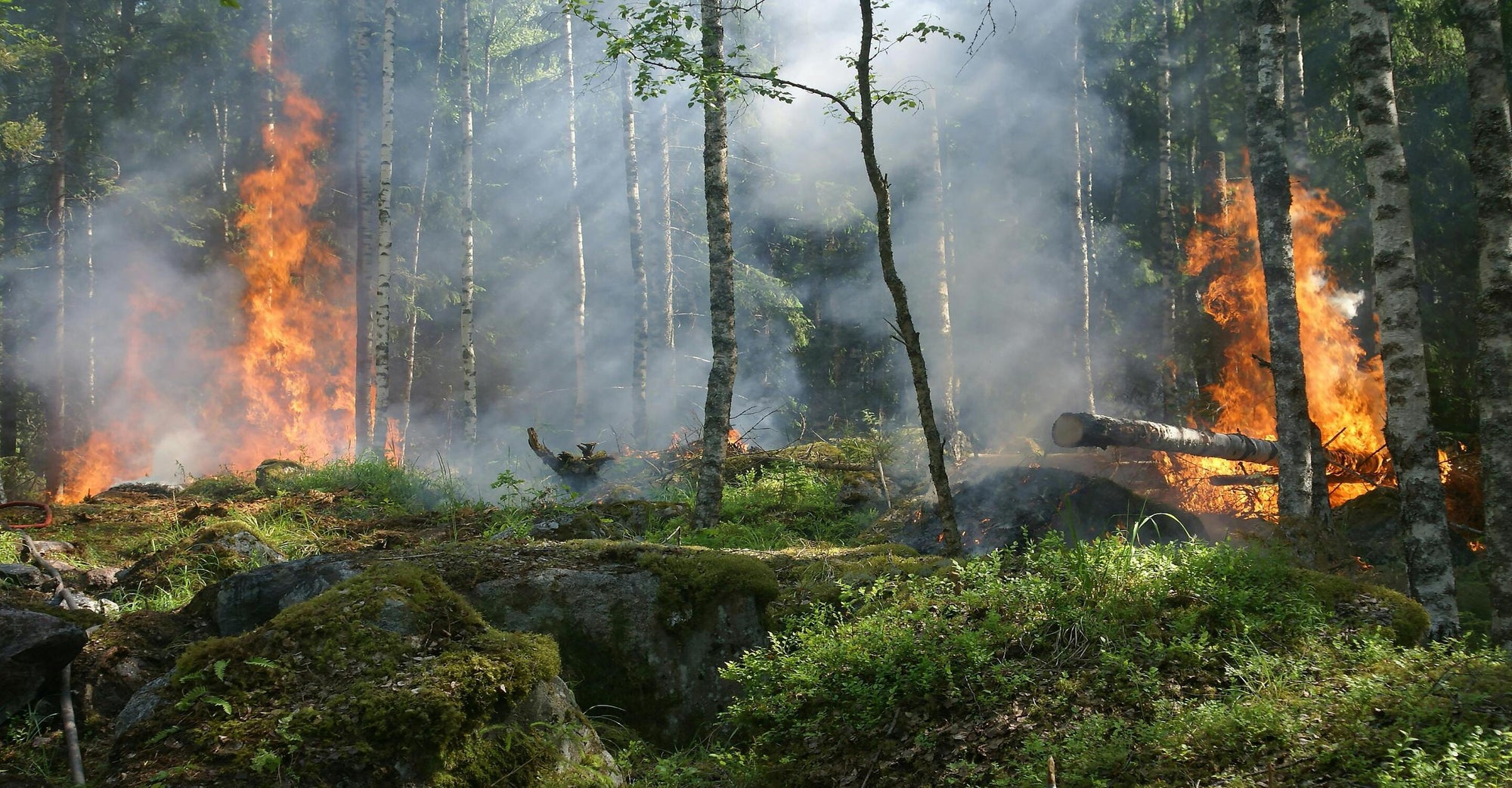 Fire in Forest