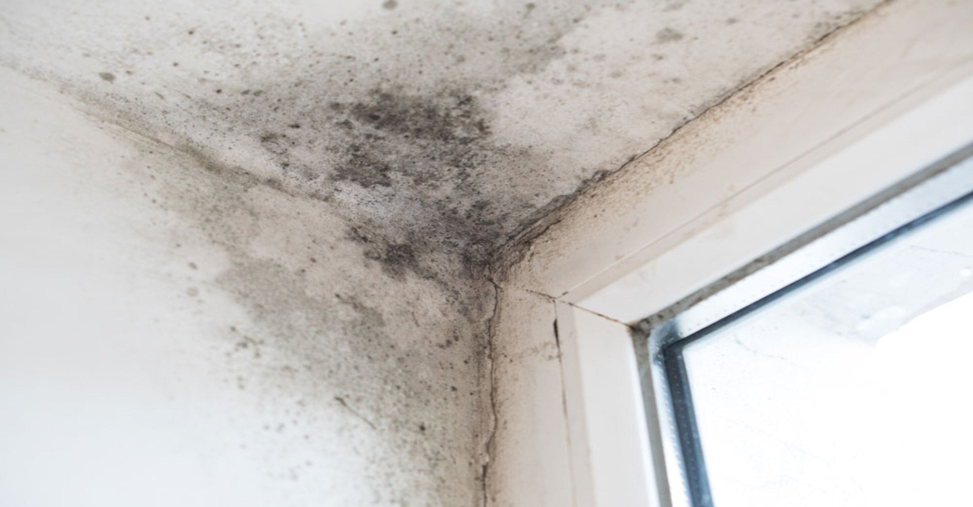 Do Air Purifiers Work For Mold? Debunking Myths