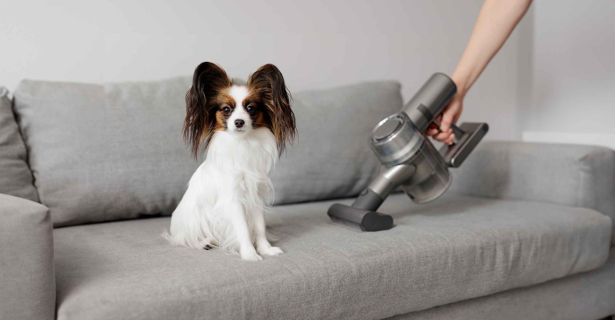 Choosing the Perfect Air Purifier for Your Pet Allergies